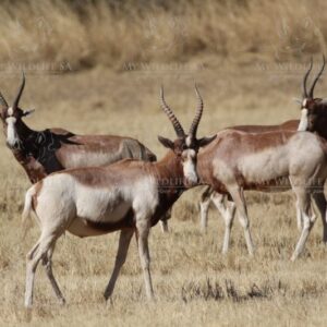 Saddleback Blesbok Ram for sale in Modimolle