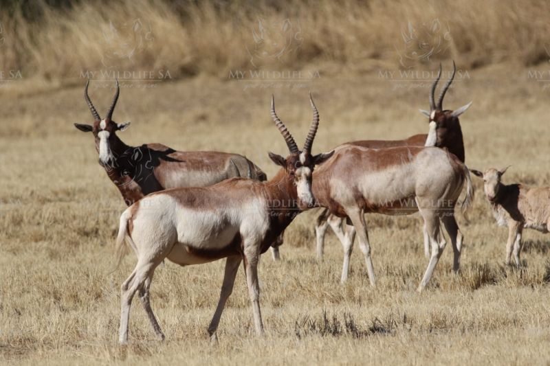 Saddleback Blesbok Ram for sale in Modimolle
