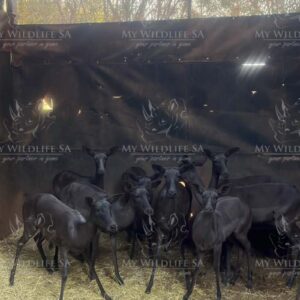 Exclusive Black Impala Ewes, pregnant with 21" Dapple Impala Ram for sale