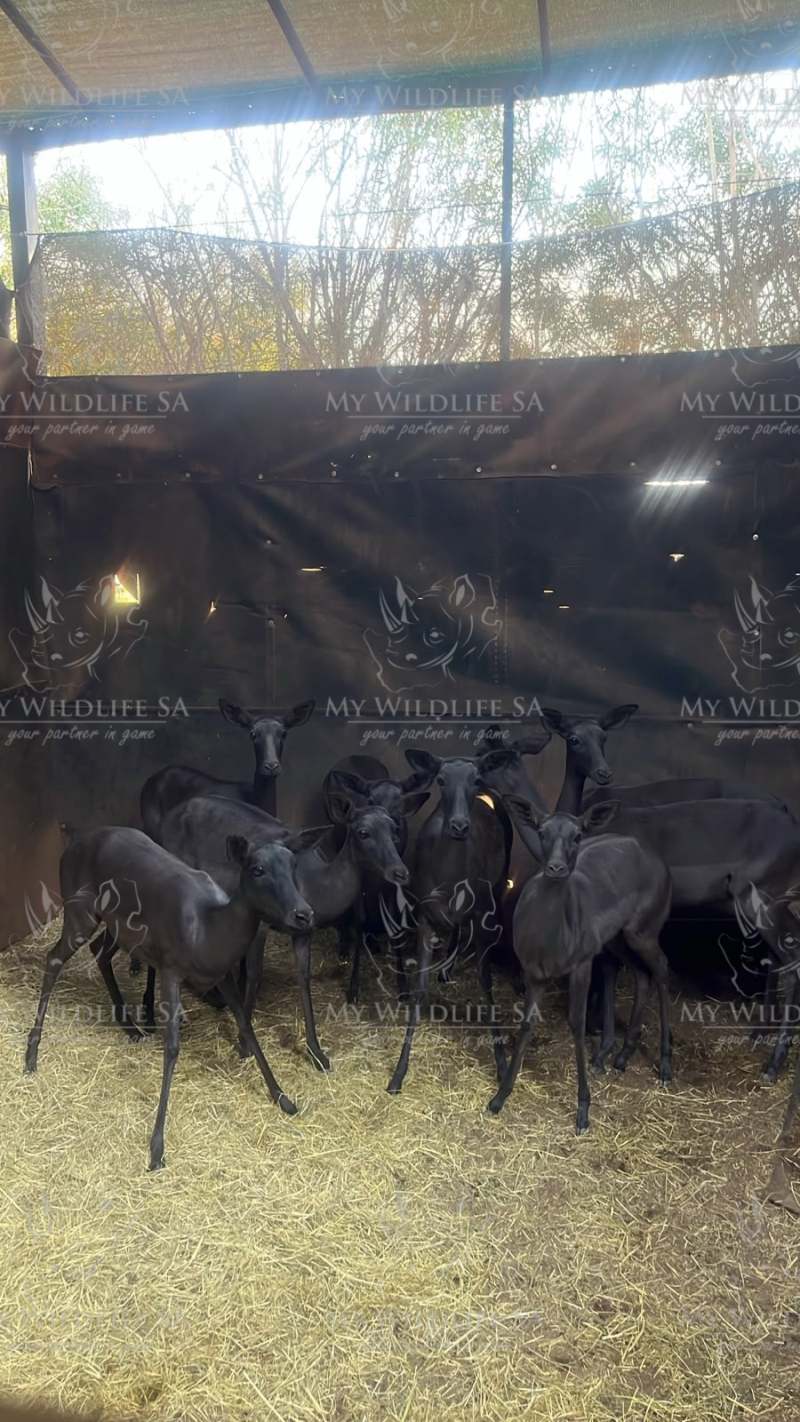 Exclusive Black Impala Ewes, pregnant with 21" Dapple Impala Ram for sale