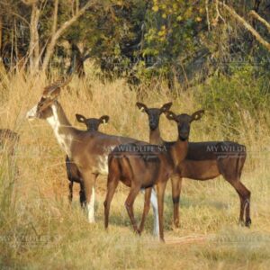 Black Impala ewes together with a Dapple Impala ewe, currently running with a Dapple Impala ram.