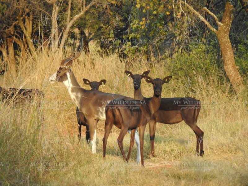 Black Impala ewes together with a Dapple Impala ewe, currently running with a Dapple Impala ram.