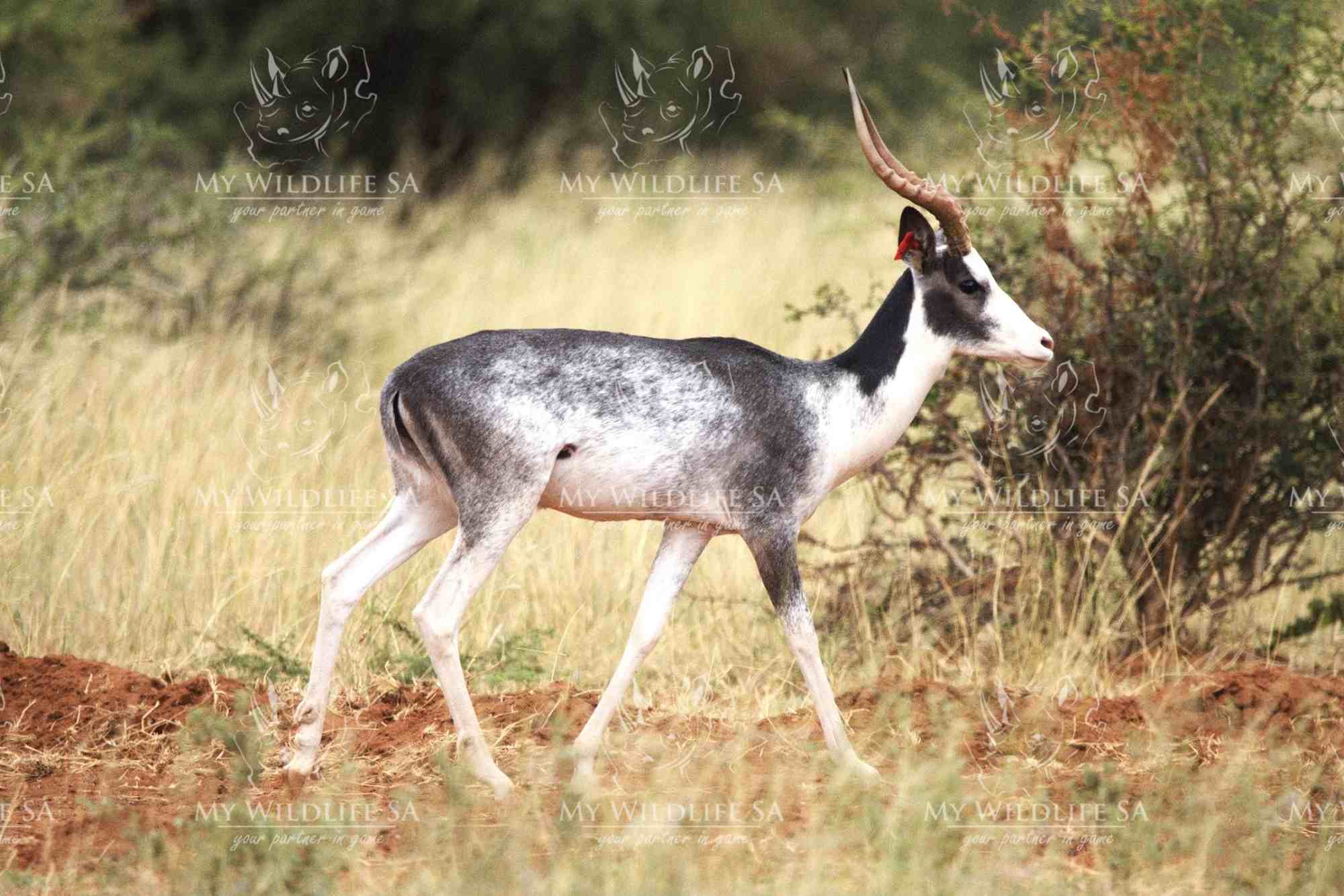 5½-year-old Dapple Impala Ram is now available
