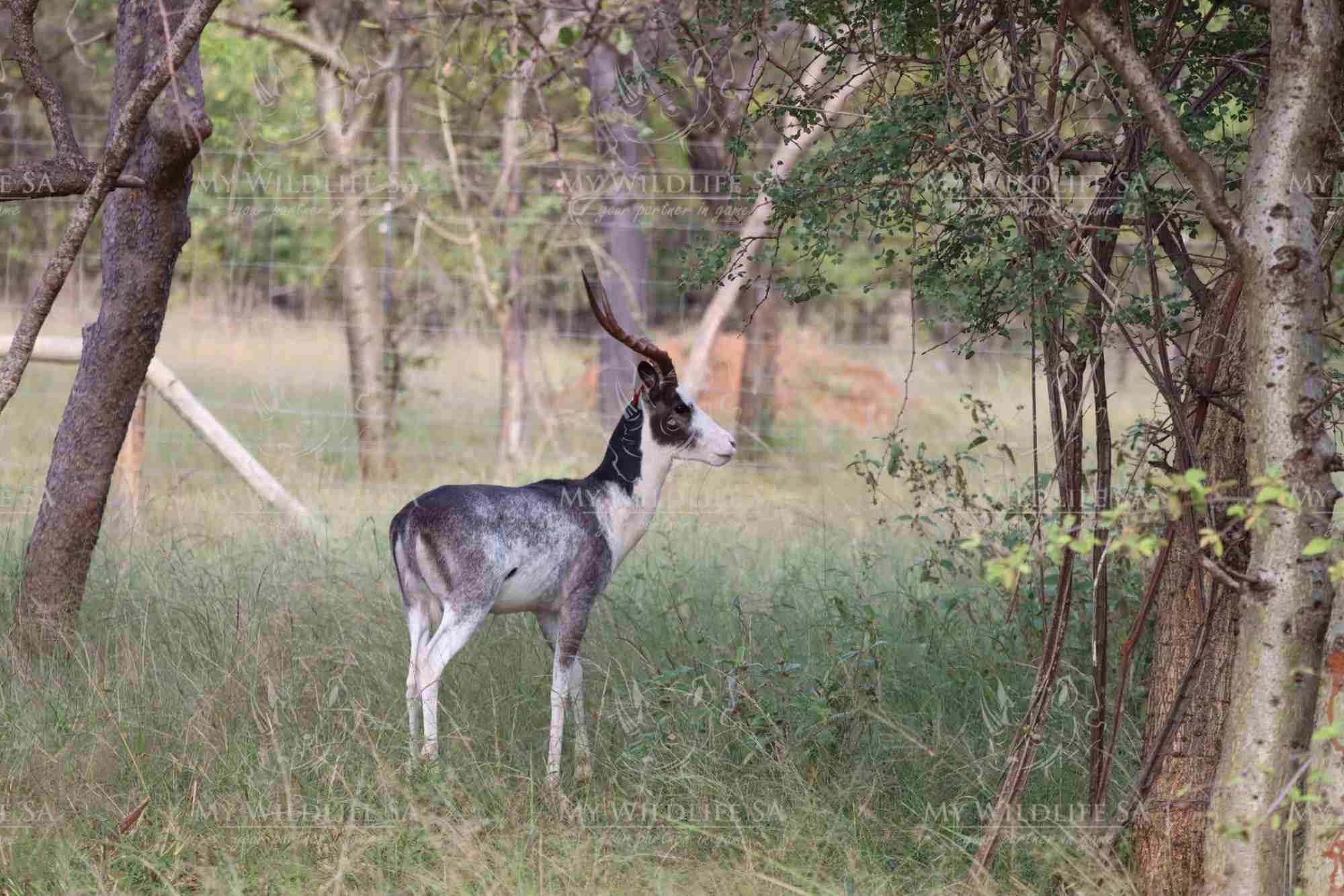 Dapple Impala Ram is now available