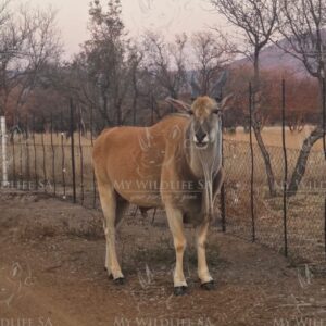 Eland Bull is now available for sale