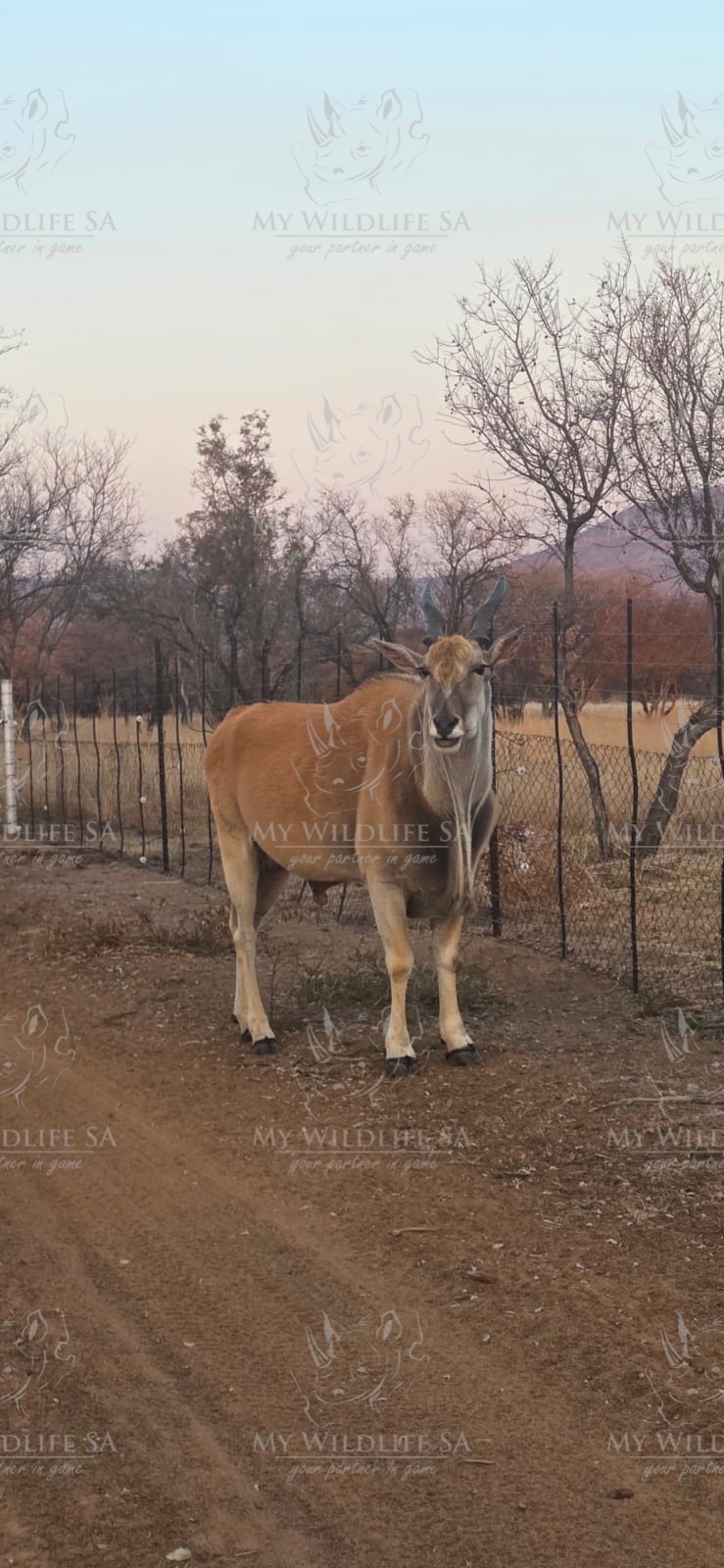 Eland Bull is now available for sale