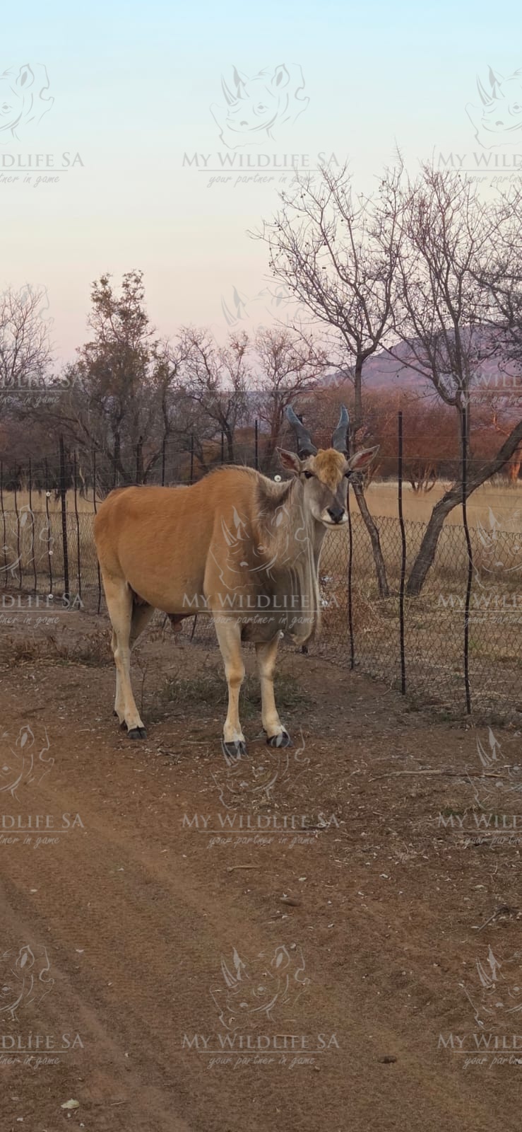 Eland Bull is now available for sale