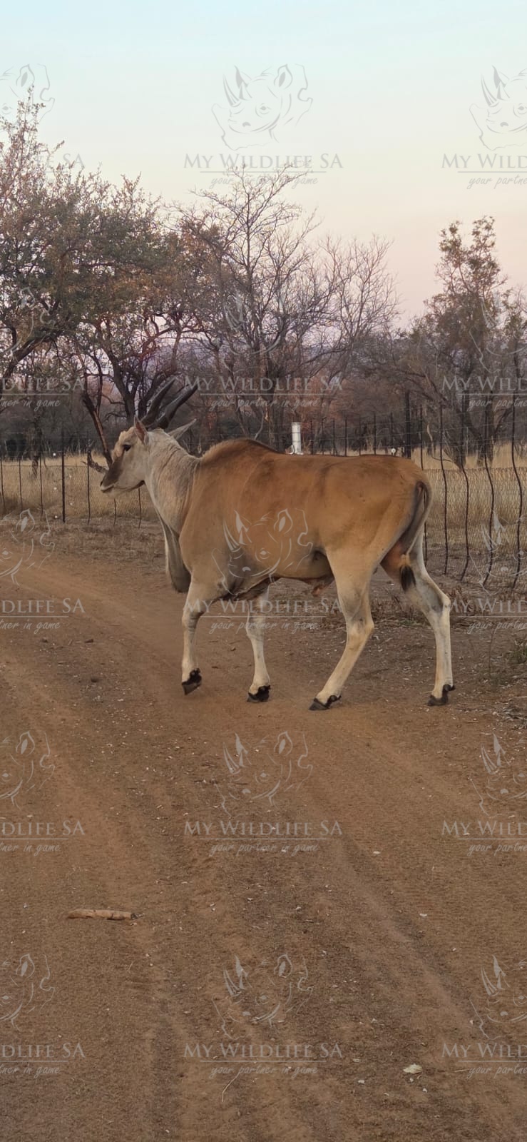 Eland Bull is now available for sale