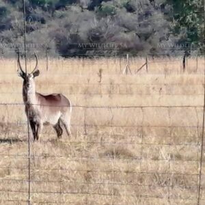 Adult Waterbuck Bull for sale – Vaalwater Sourveld