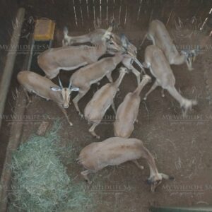 Impala family group for sale in Marken, Limpopo