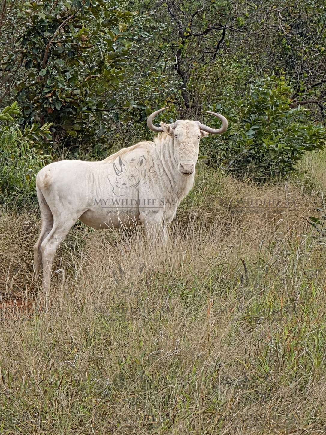 Royal Wildebeest bull with distinctive colouring and approximately 25 to 26 inch horns available for sale