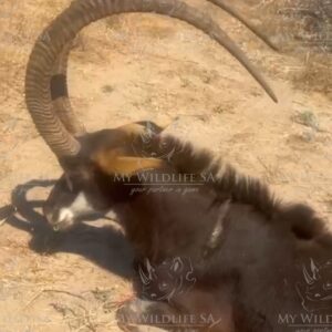 EXCEPTIONAL SABLE BULL