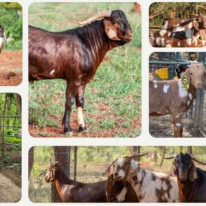 Full Blood Cape Lob Ear stud herd for sale in South Africa