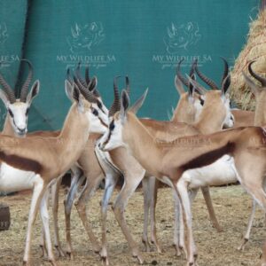 Bushveld Springbuck trophy rams and ewes for sale