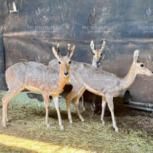 Mountain Reedbuck for sale, captured in the Lephalale Vaalwater area, Limpopo