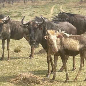 Split Kings Wildebeest breeding cows for sale in South Africa