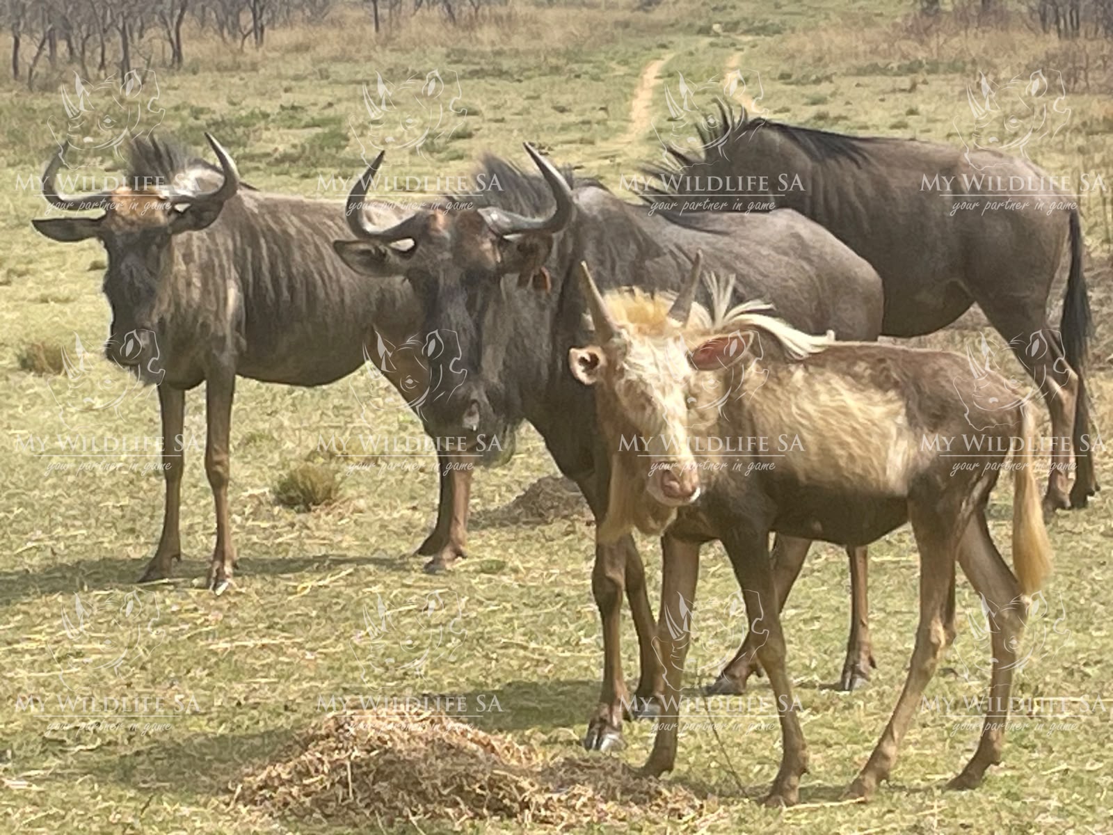 Split Kings Wildebeest breeding cows for sale in South Africa