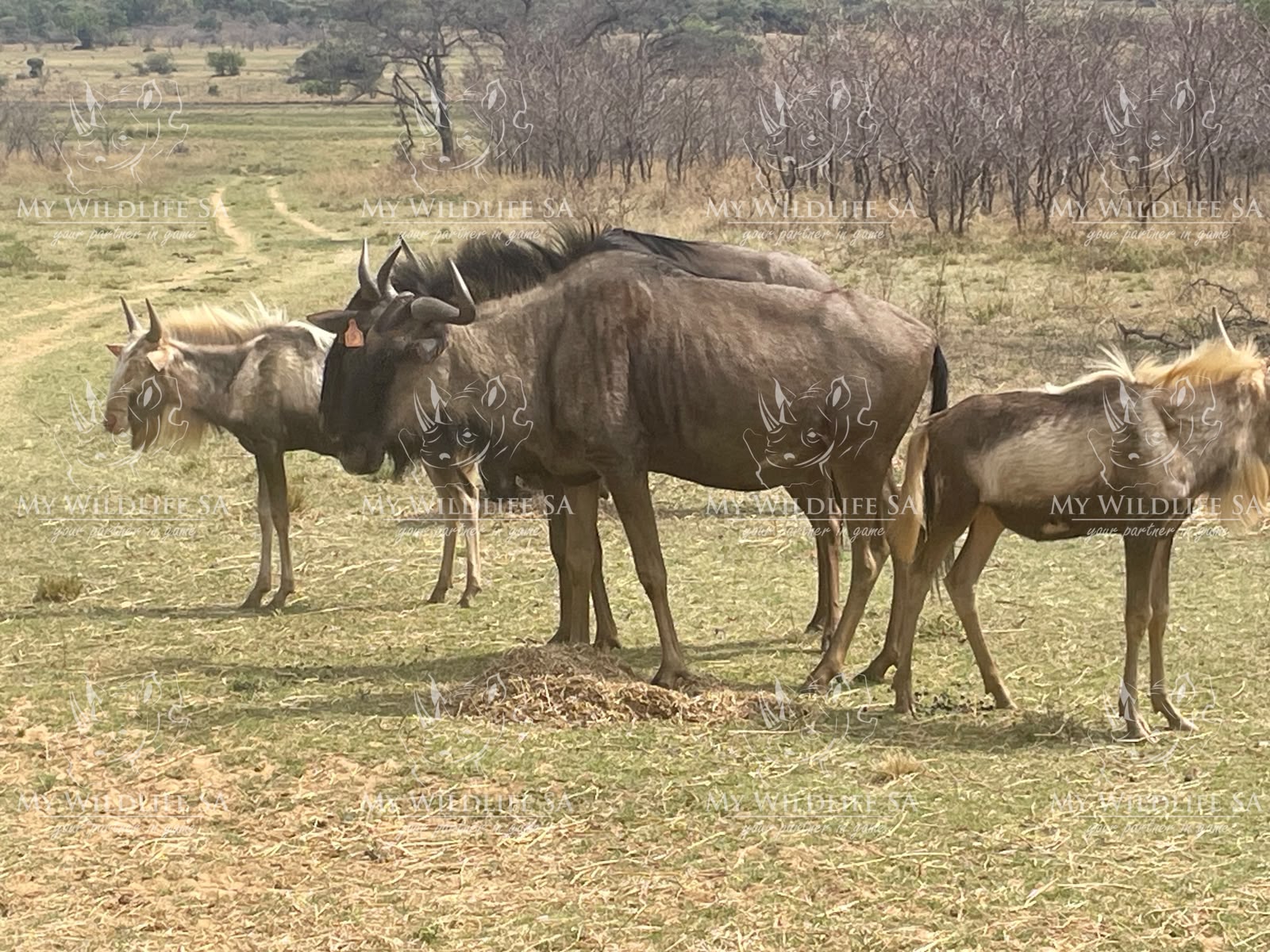 Split Kings Wildebeest breeding cows for sale in South Africa